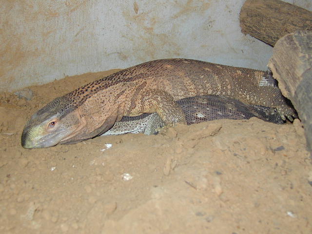 BT/WT breeding