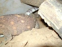BT/WT breeding