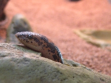 What can I say, he's my favorite snake!