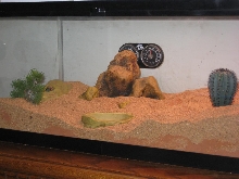 Redesigned tank