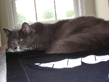 Mah Kitty