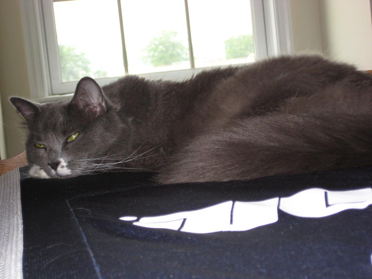 Mah Kitty