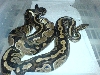 Granite x Het Albino