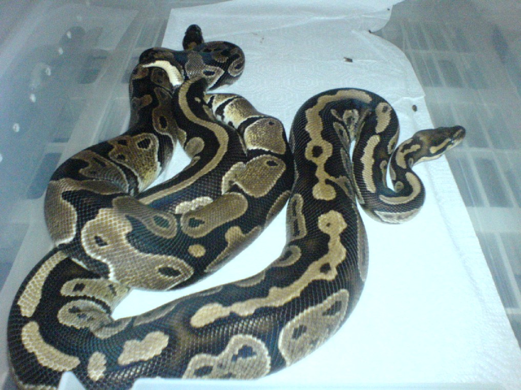 Granite x Het Albino