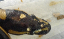 Head Spot Offspring#2