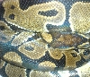 Father Het Albino