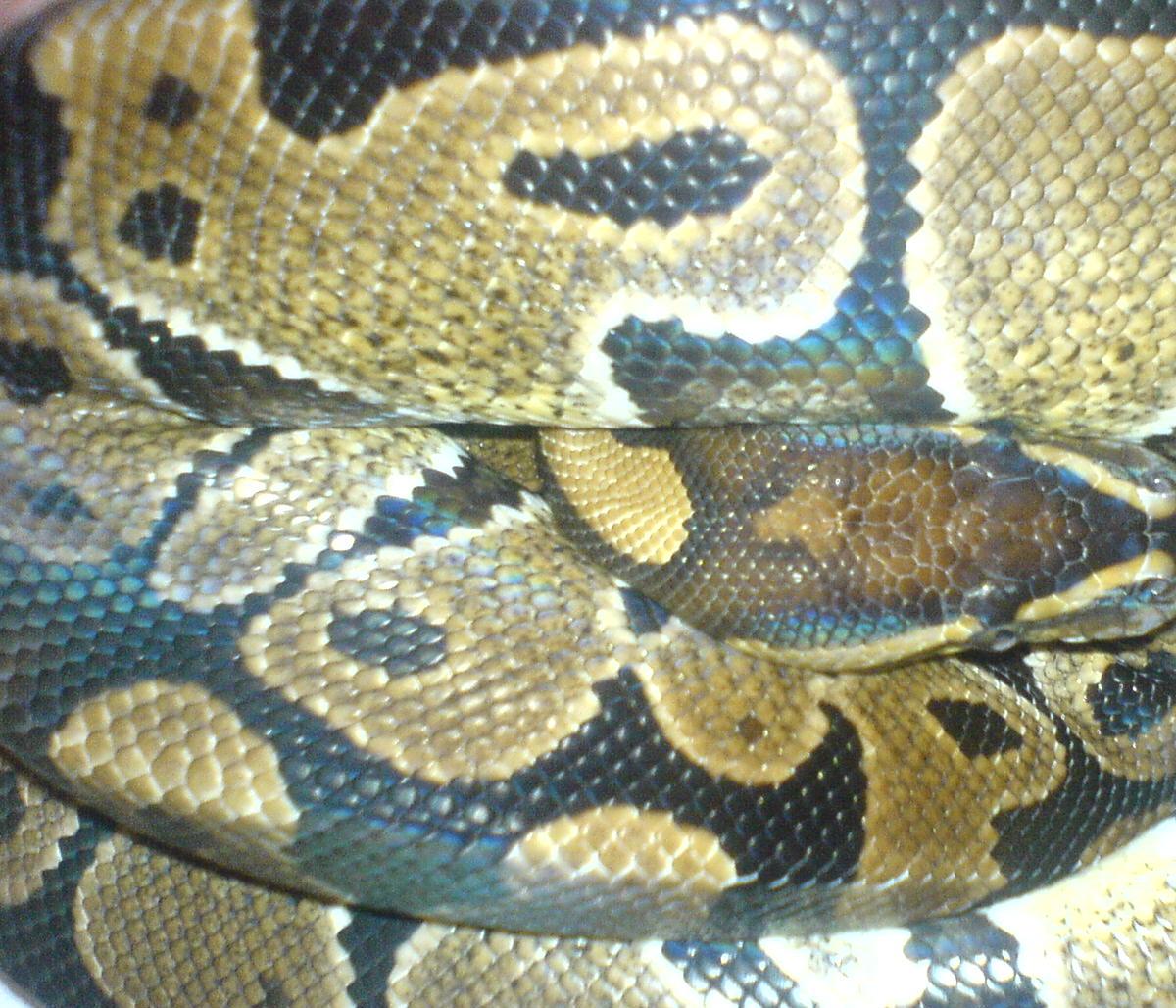 Father Het Albino
