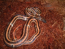Calliophis japonicus boettgeri