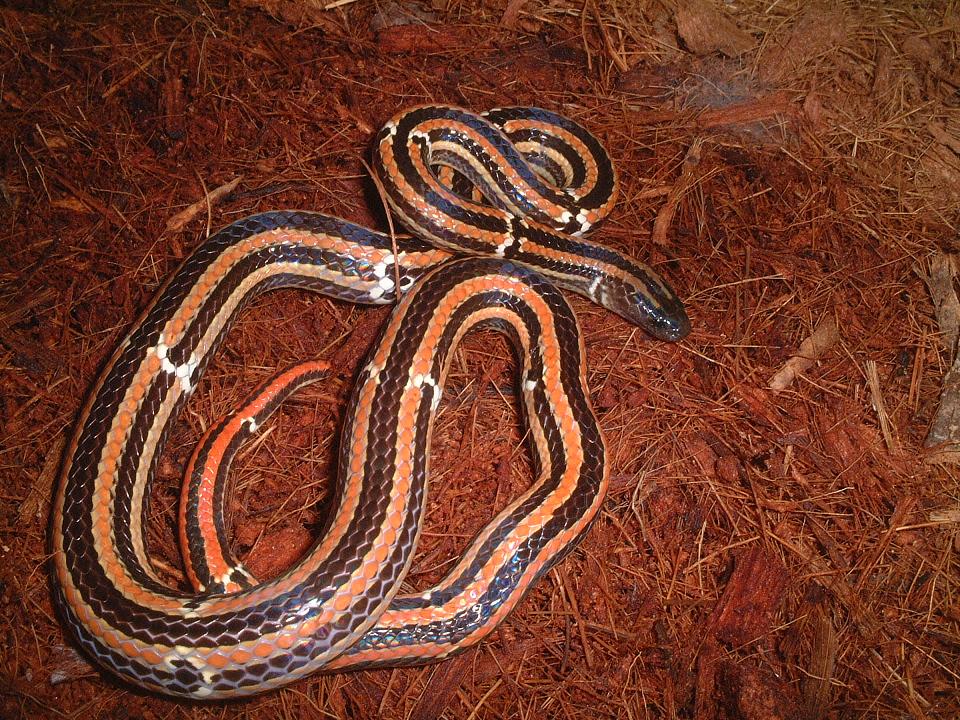 Calliophis japonicus boettgeri
