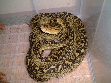 Protobothrops flavoviridis