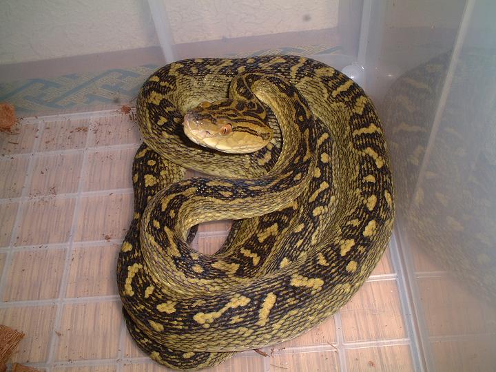 Protobothrops flavoviridis