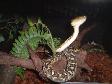 Protobothrops flavoviridis