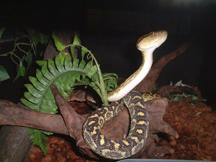 Protobothrops flavoviridis