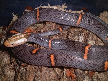 Azemiopus