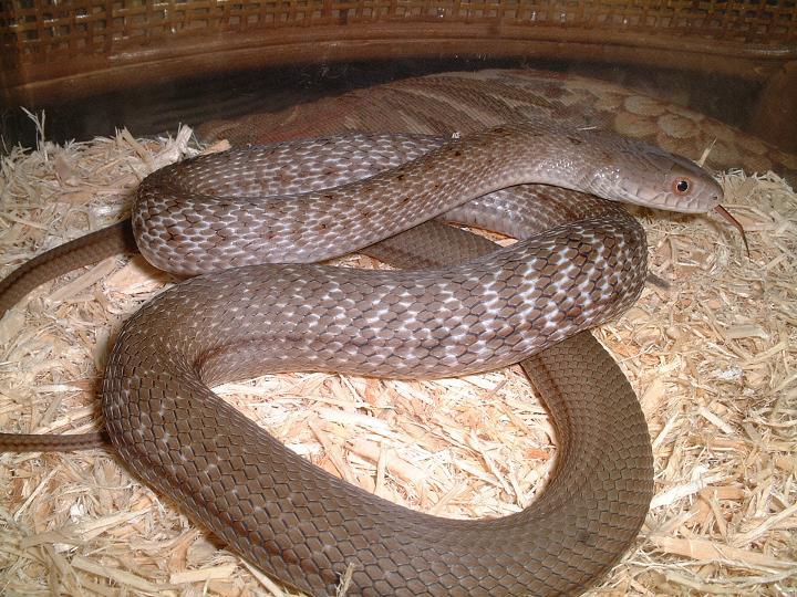 Elaphe carinata yonaguniensis