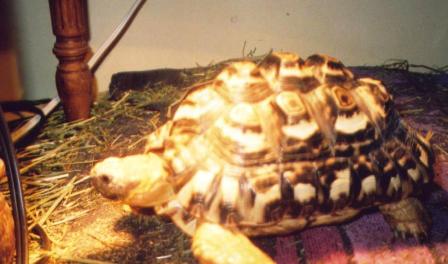 Lost Tortoise
