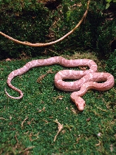 Hypo lavender
