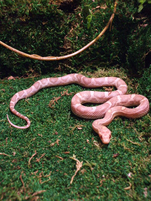 Hypo lavender