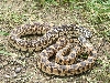 Bullsnake_5102007
