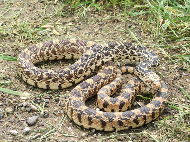 Bullsnake_5102007