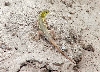 Green Lizard