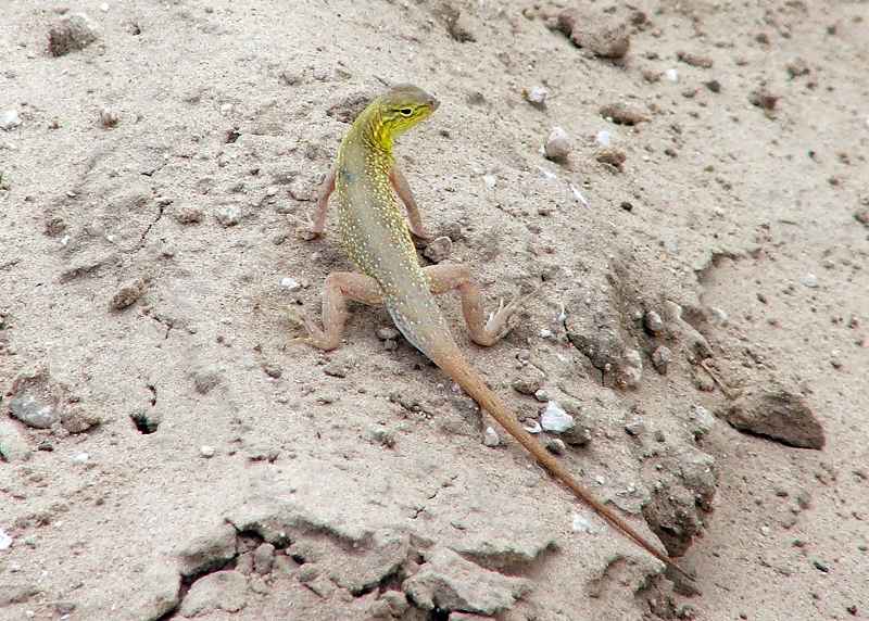 Green Lizard