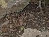 Copperhead 1