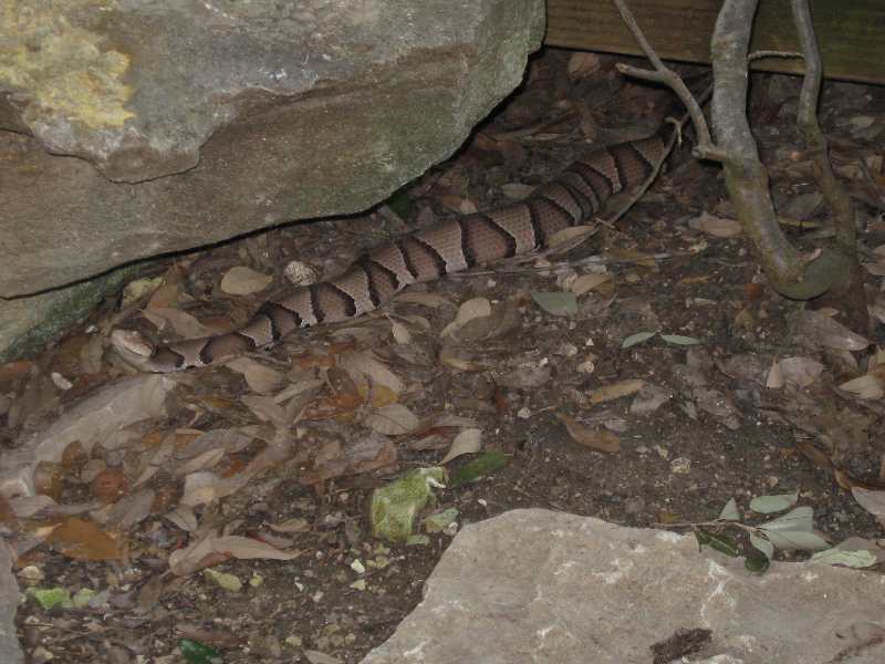 Copperhead 1
