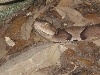 Copperhead 2