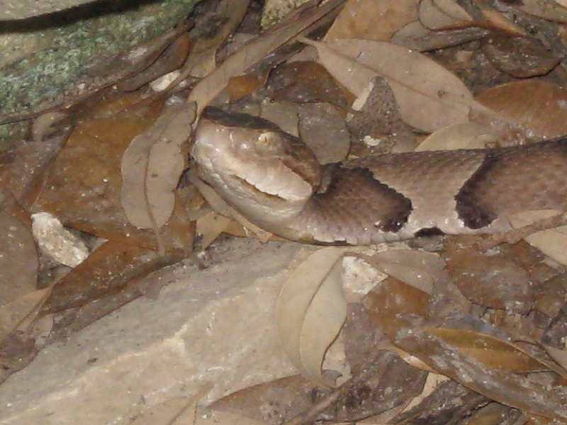 Copperhead 2