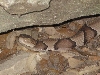 Copperhead 3