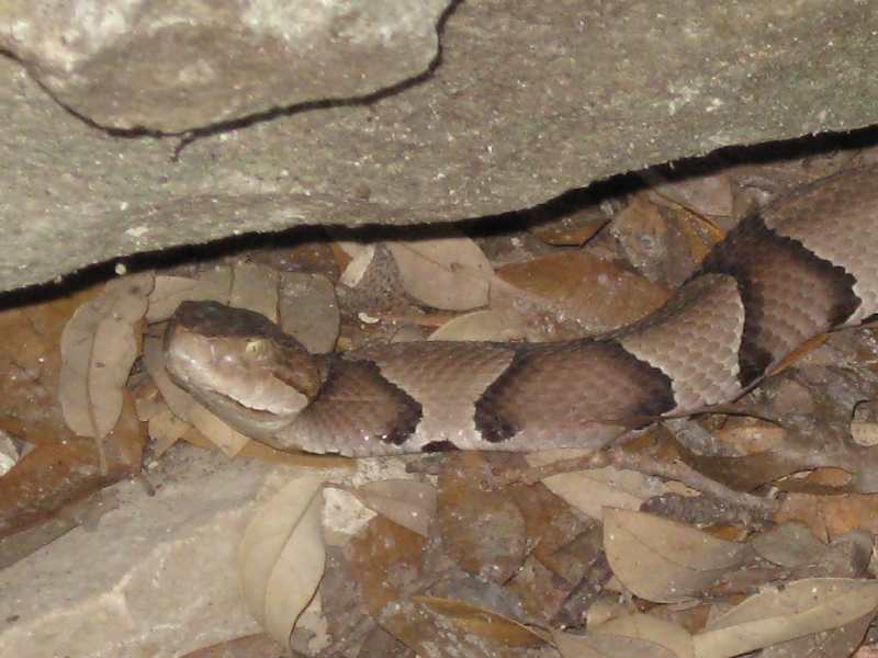 Copperhead 3