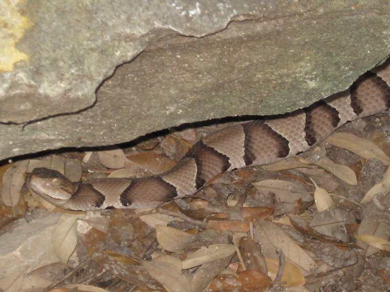Copperhead 4