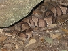 Copperhead 5