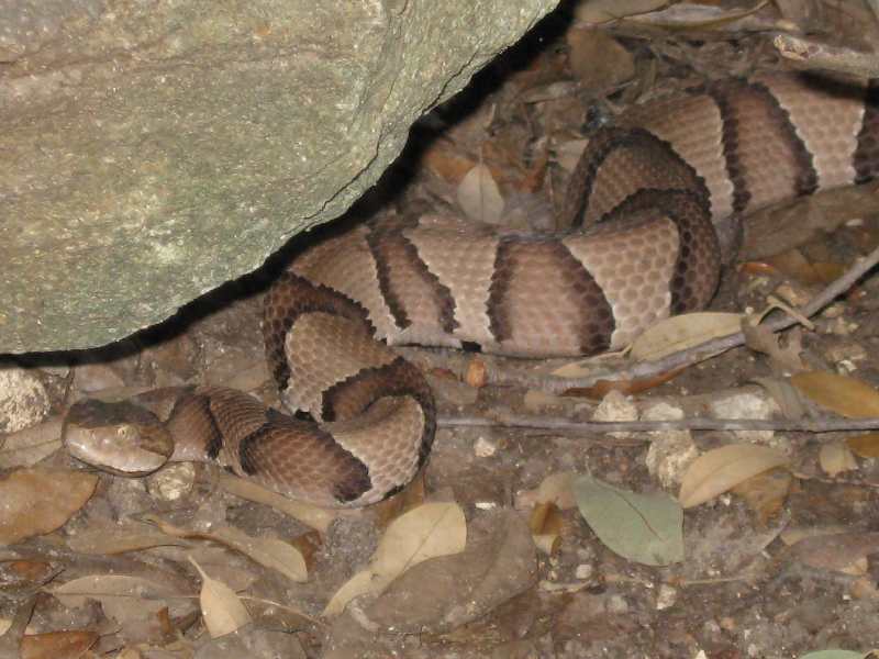 Copperhead 5