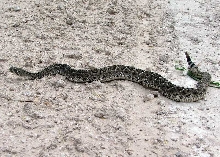 First Rattler