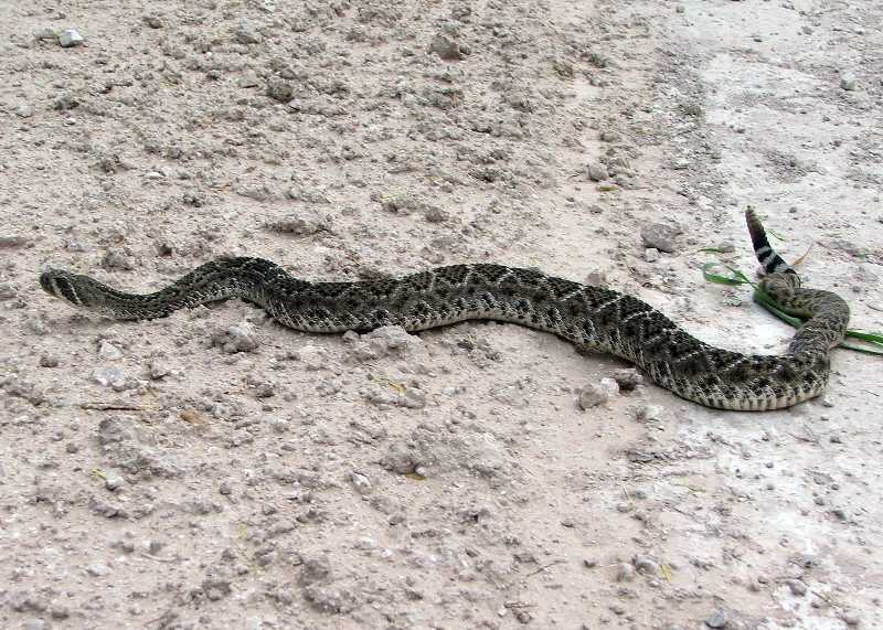 First Rattler