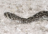 Head of First Rattler