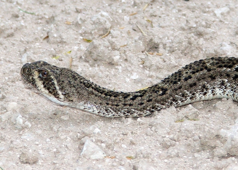Head of First Rattler