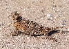 Texas Horned Lizard