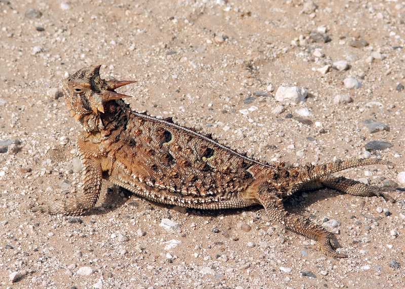 Texas Horned Lizard