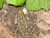 Leopard Frog