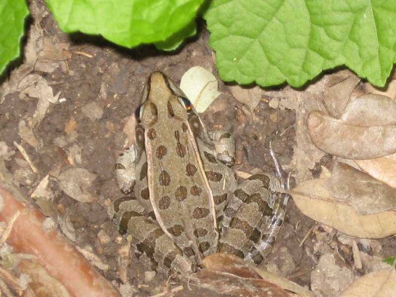 Leopard Frog