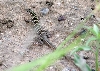 Racerunner