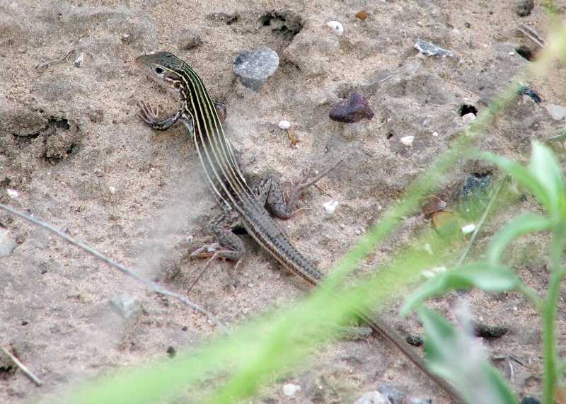 Racerunner