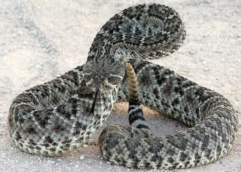 Rattler No 2