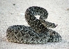 Rattler No 2 -- Side