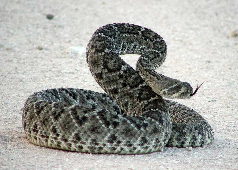 Rattler No 2 -- Side