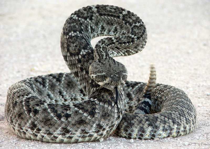 Rattler No 2 - 2