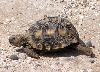 Texas Tortoise
